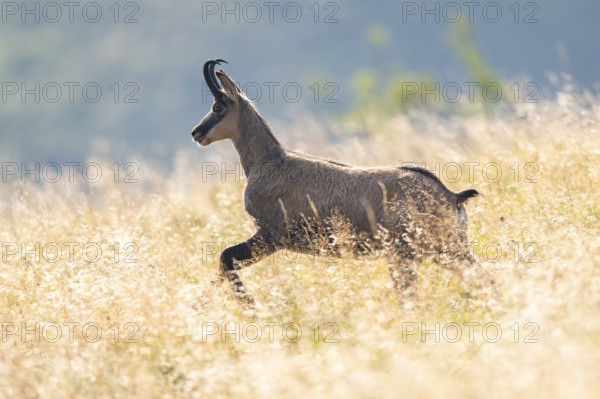 Chamois (Rupicapra rupicapra) on a meadow in the Vosges Mountains, wildlife, France