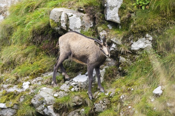 Chamois (Rupicapra rupicapra) on a mountain cliff in the Vosges Mountains, wildlife, France