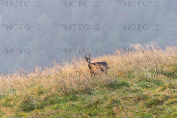 Chamois (Rupicapra rupicapra) youngster on a meadow in the Vosges Mountains, wildlife, France