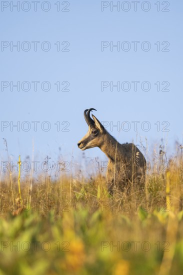 Chamois (Rupicapra rupicapra) on a meadow in the Vosges Mountains, wildlife, France