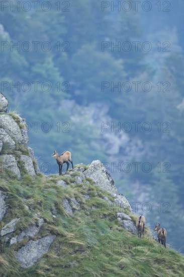 Chamois (Rupicapra rupicapra) on a mountain cliff in the Vosges Mountains, wildlife, France