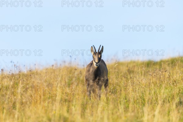 Chamois (Rupicapra rupicapra) on a meadow in the Vosges Mountains, wildlife, France