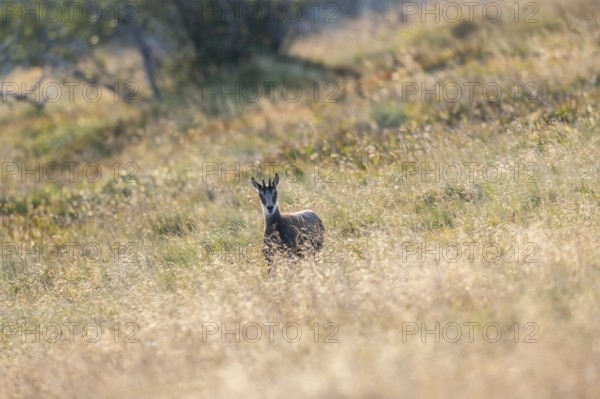 Chamois (Rupicapra rupicapra) youngster on a meadow in the Vosges Mountains, wildlife, France