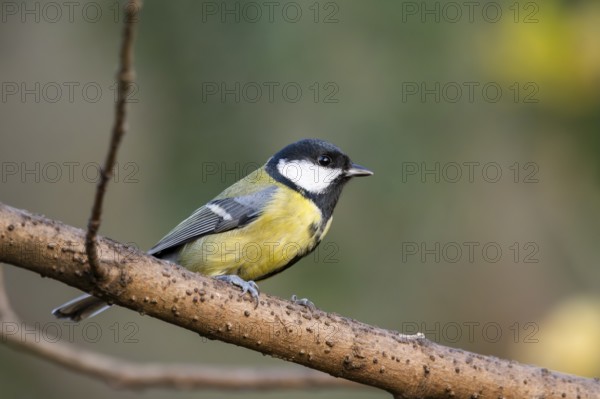 Great tit (Parus major) sitting on a branch in a forest, Bavaria, Germany