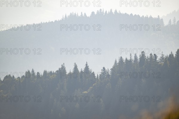 Tree silhouettes against the light in the Vosges Mountains, wildlife, France