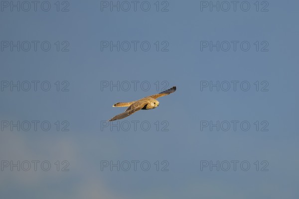 Common kestrel (Falco tinnunculus) flying in the Vosges Mountains, wildlife, France