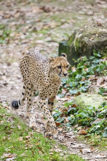 Cheetah (Acinonyx jubatus) walking on the ground in autumn, captive, Germany