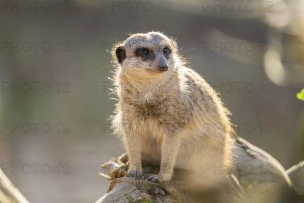 Meerkat (Suricata suricatta) sitting on a tree trunk, captive, Germany