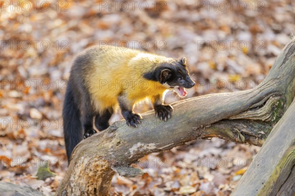 Yellow-throated marten (Martes flavigula) on an old wood, Germany