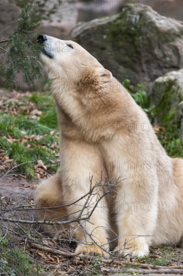 Polar bear (Ursus maritimus), close-up, captive, Germany
