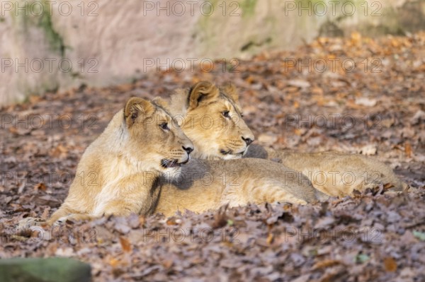 Asiatic lion (Panthera leo persica), lying on the ground, captive, habitat in India