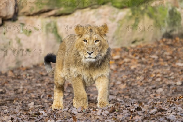 Asiatic lion (Panthera leo persica) in a forest on a sunny day, captive, habitat in India