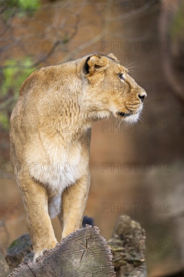 Asiatic lion (Panthera leo persica), female standing on a tree trunk, captive, habitat in India