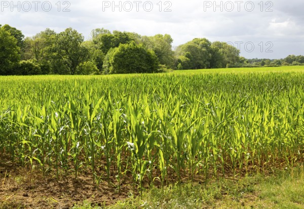 Sweet corn maize crop growing in field, Sutton, Suffolk, England, UK