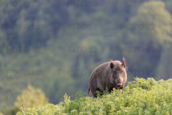 A wild boar (Sus scrofa) runs across a field of wild chamomile (Matricaria chamomilla). Bavaria, Germany
