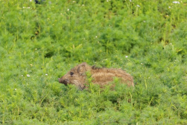 A wild boar piglet (Sus scrofa) stands in a field of wild chamomile (Matricaria chamomilla). Bavaria, Germany
