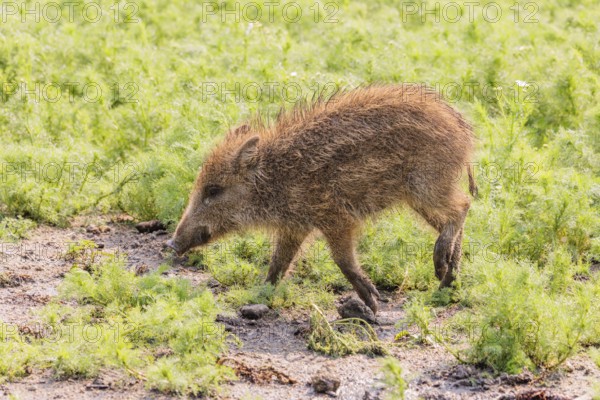 A wild boar piglet (Sus scrofa) runs across a field of wild chamomile (Matricaria chamomilla). Bavaria, Germany