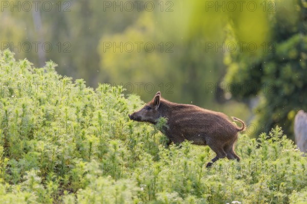 A young wild boar (Sus scrofa) stands in a field of wild chamomile (Matricaria chamomilla). Bavaria, Germany