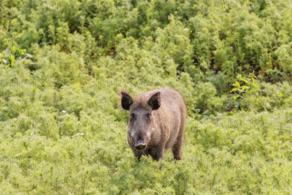 A wild boar (Sus scrofa) stands in a field of wild chamomile (Matricaria chamomilla). Bavaria, Germany