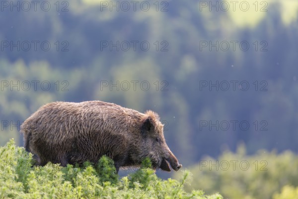 A wild boar (Sus scrofa) runs across a field of wild chamomile (Matricaria chamomilla). Bavaria, Germany