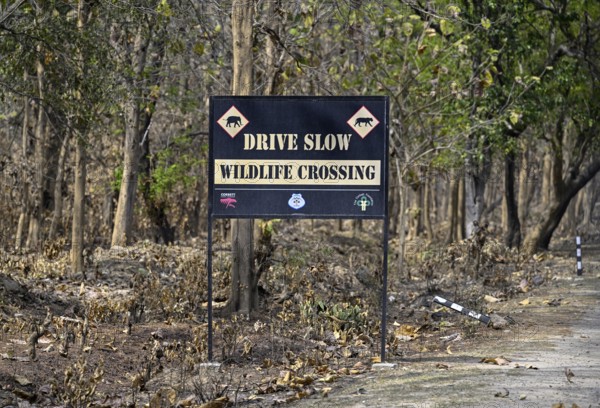 Shield Wildlife Crossing, Corbett National Park, near Ramnagar, Uttarakhand State, India