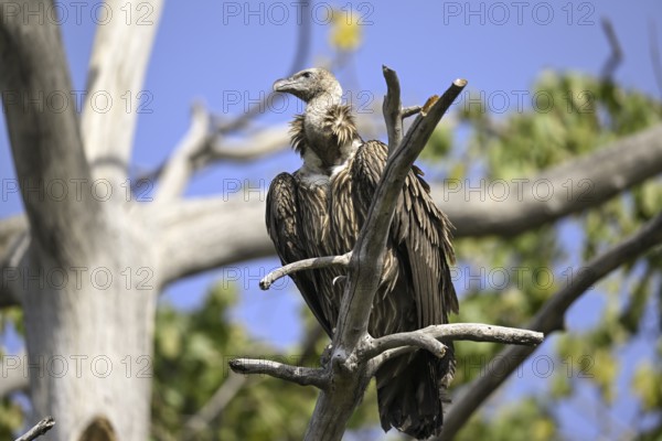 Snow Vulture or Himalayan Vulture (Gyps himalayensis), Corbett National Park, near Ramnagar, Uttarakhand State, India
