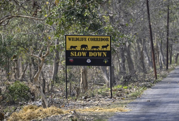 Shield Wildlife Corridor, Corbett National Park, near Ramnagar, Uttarakhand State, India