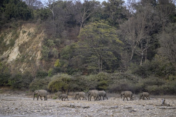 Indian elephants (Elephas maximus indicus), Corbett National Park, near Ramnagar, Uttarakhand State, India