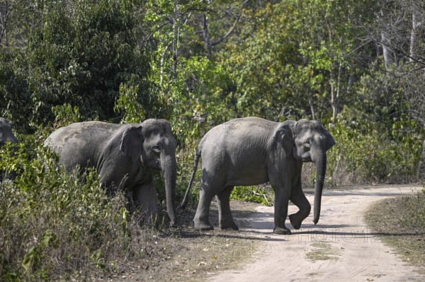 Indian elephants (Elephas maximus indicus), Corbett National Park, near Ramnagar, Uttarakhand State, India