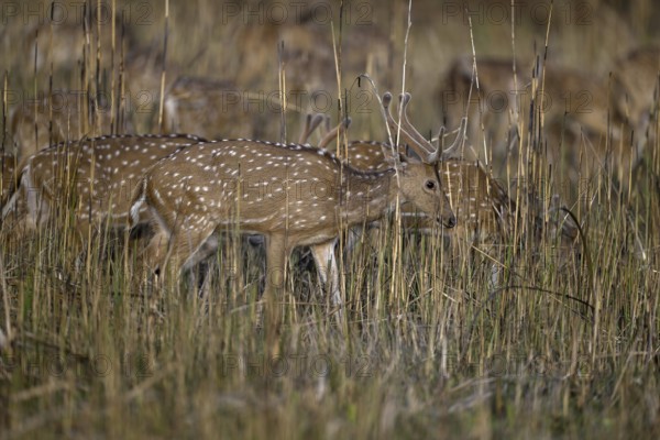 Axis deer or chitals (Axis axis) in tall grass, Corbett National Park, near Ramnagar, Uttarakhand State, India
