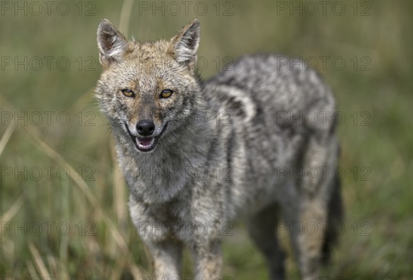 Indian jackal (Canis aureus indicus), Corbett National Park, near Ramnagar, Uttarakhand State, India