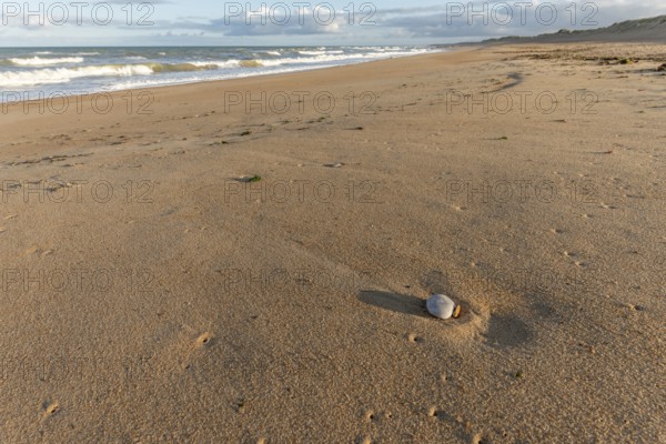 Soft golden sand stretches along the shore as gentle waves lap at the coastline during sunset, showcasing a solitary shell nestled in the sand. Plage de l'Aubraie, Les Sables d'Olonne, Vendee, France