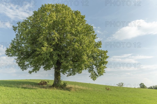 A lone green grows on a lush green hillside looking up at a bright blue sky with white, fluffy clouds. The tranquil scene captures the beauty and serenity of nature. Champagnole, Jura, France