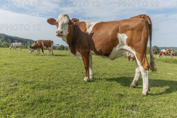Brown and white cows are grazing calmly on a lush green pasture under a clear blue sky. The surroundings offer rolling hills in the background, creating a tranquil rural scene. Salins-les-Bains, Jura, France