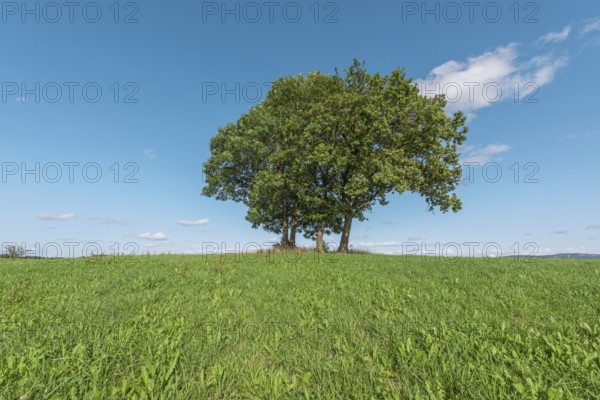 In a serene landscape, three mature trees protrude from a lush green hill, standing in bright sunlight under a clear blue sky. Tranquillity reigns in the scene. Champagnole, Jura, France