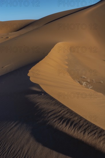 Golden sand dunes rise dramatically against a clear blue sky at sunset. The shadows emphasise the curves of the dunes and highlight the unique textures and patterns of the desert. Erg Chebbi, Merzouga, Morocco