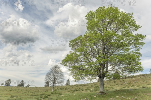 A tranquil landscape with vibrant green trees against a background of clouds. The scene captures the peaceful essence of spring in a rural area. Alsace, France