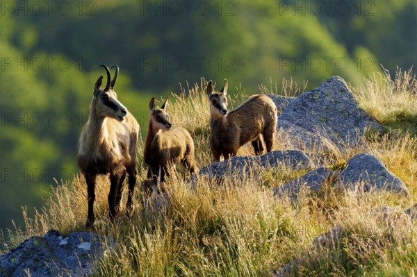 Three chamois standing on a sunny meadow with rocks in the background, chamois, chamois, (Rupicapra rupicaprae), fawn, wildlife, Vosges, France
