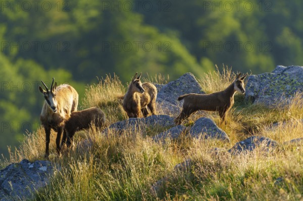 Four chamois standing on a sunny meadow with rocks in the background, chamois, chamois, (Rupicapra rupicaprae), fawn, wildlife, Vosges, France
