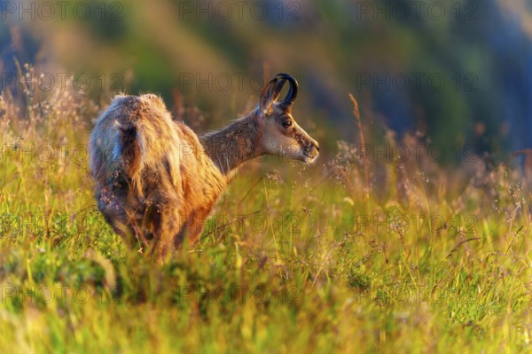 A chamois looks attentively, surrounded by golden grasses in the sun, chamois, chamois, (Rupicapra rupicaprae), wildlife, Vosges, France