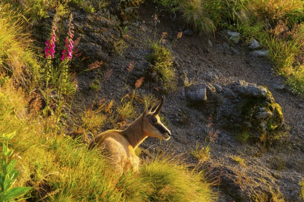 A chamois lies near rocks and flowers, illuminated by the evening light, chamois, chamois, (Rupicapra rupicaprae), wildlife, Vosges, France