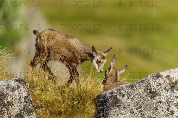 Young chamois approaching a lying chamois on a rock, chamois, chamois, (Rupicapra rupicaprae), fawn, wildlife, Vosges, France
