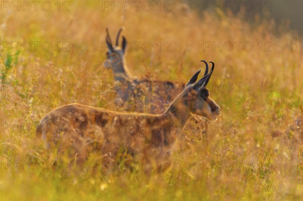 A chamois stands in the tall grass, illuminated by the warm light of the sunset, chamois, chamois, (Rupicapra rupicaprae), wildlife, Vosges, France