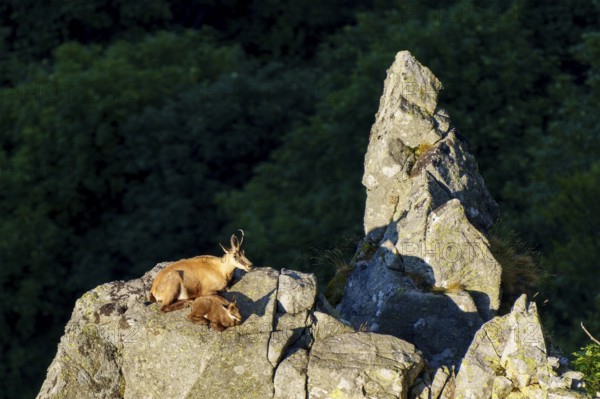Two chamois resting on a rock with dark forest in the background, chamois, chamois, (Rupicapra rupicaprae), fawn, wildlife, Vosges, France