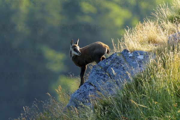 A single chamois stands on a rock in the grassy slope, chamois, chamois, (Rupicapra rupicaprae), fawn, wildlife, Vosges, France