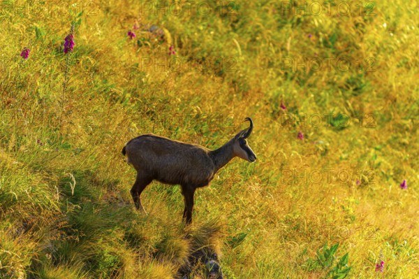 A chamois stands on a flowery meadow near a slope, chamois, chamois, (Rupicapra rupicaprae), wildlife, Vosges, France