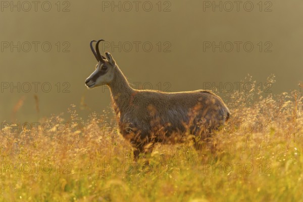 A chamois stands quietly in the grassland, under the warm light of dusk, chamois, chamois, (Rupicapra rupicaprae), wildlife, Vosges, France