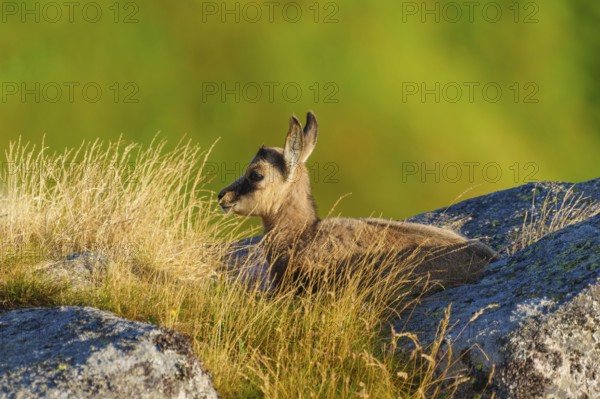 Young chamois lying on a rock in the alpine landscape, chamois, chamois, (Rupicapra rupicaprae), wildlife, Vosges, France