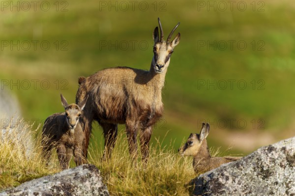 Three chamois on a grassy area, one standing, two lying, chamois, chamois, (Rupicapra rupicaprae), fawn, wildlife, Vosges, France