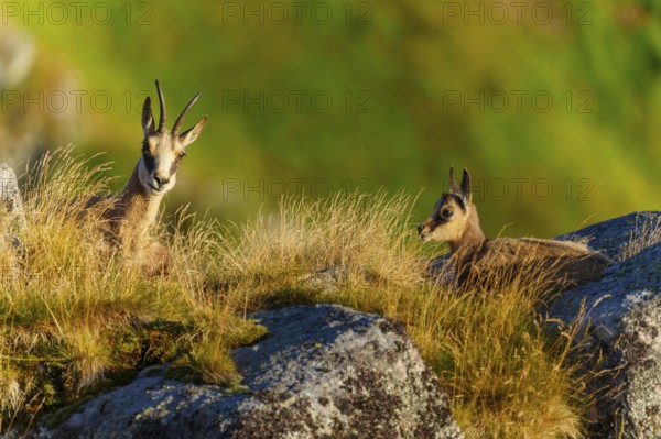 Two chamois resting next to each other on a grassy rock, chamois, chamois, (Rupicapra rupicaprae), fawn, wildlife, Vosges, France